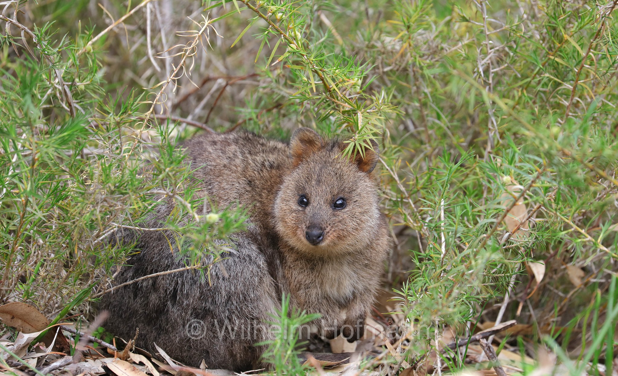 Setonix brachyurus, quokka, Quokka, Kurzschwanzkänguru, Rottnest Island, Rotto, Wadjemup, Isola Rottnest, Western Australia, Westaustralien, Australia Occidentale, Australia, Australien