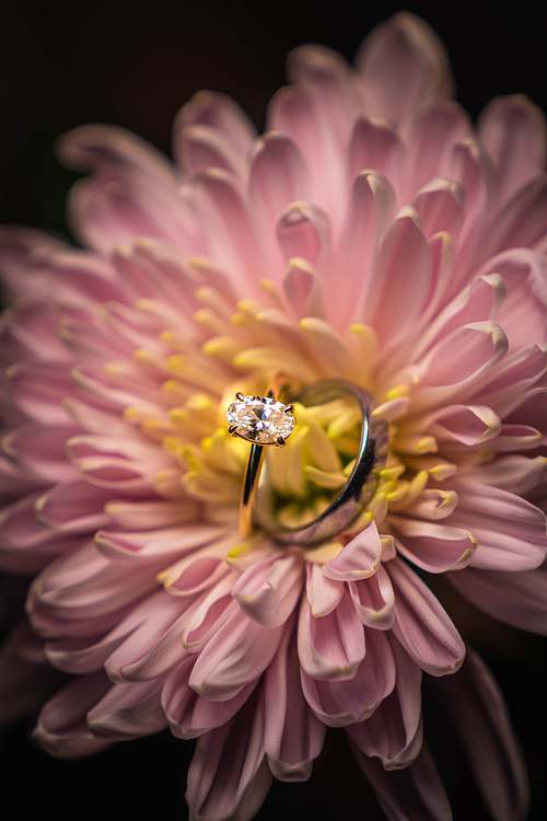 Nahaufnahme eines Eherings in einer rosa Dahlienblüte