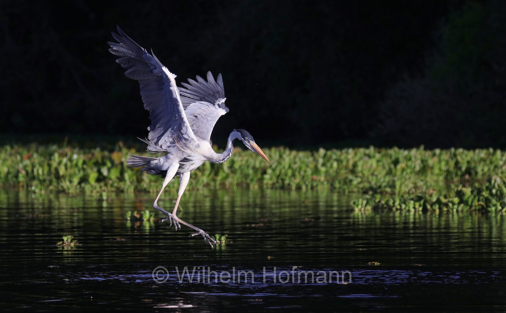 cocoi heron, Cocoireiher, airone cocoi, Ardea cocoi, Pantanal, Mato Grosso, Brazil, Brasil, Brasile, Brasilien, Rio Sararé