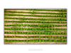 THE ONE - AERIAL PRINTS - "Grown More" - LIMITED EDITION 5 of 5
