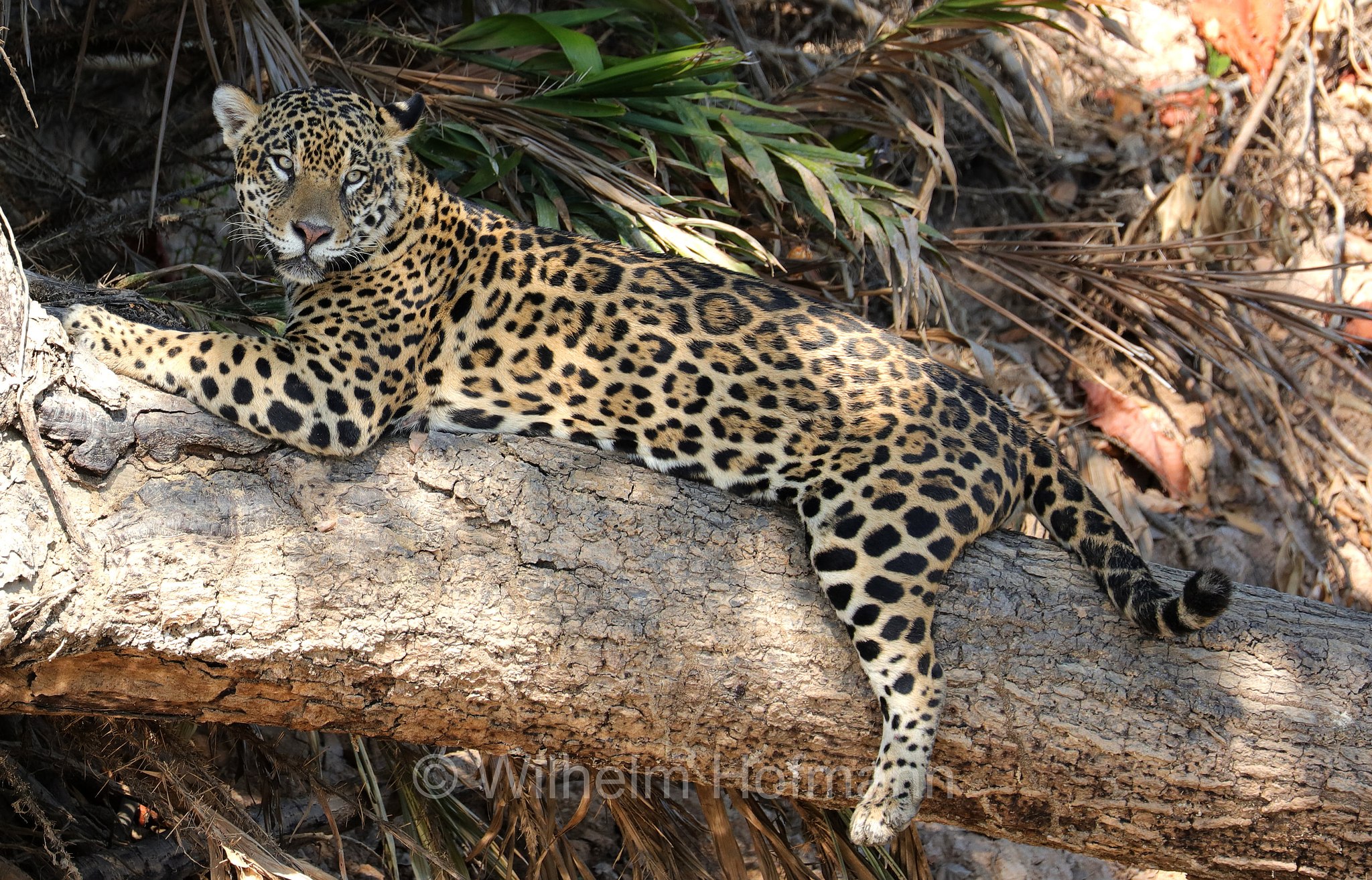 Jaguar, ﻿giaguaro, Panthera onca, Parque Estadual Encontro das Águas, Pantanal, Mato Grosso, Brazil, Brasil, Brasile, Brasilien