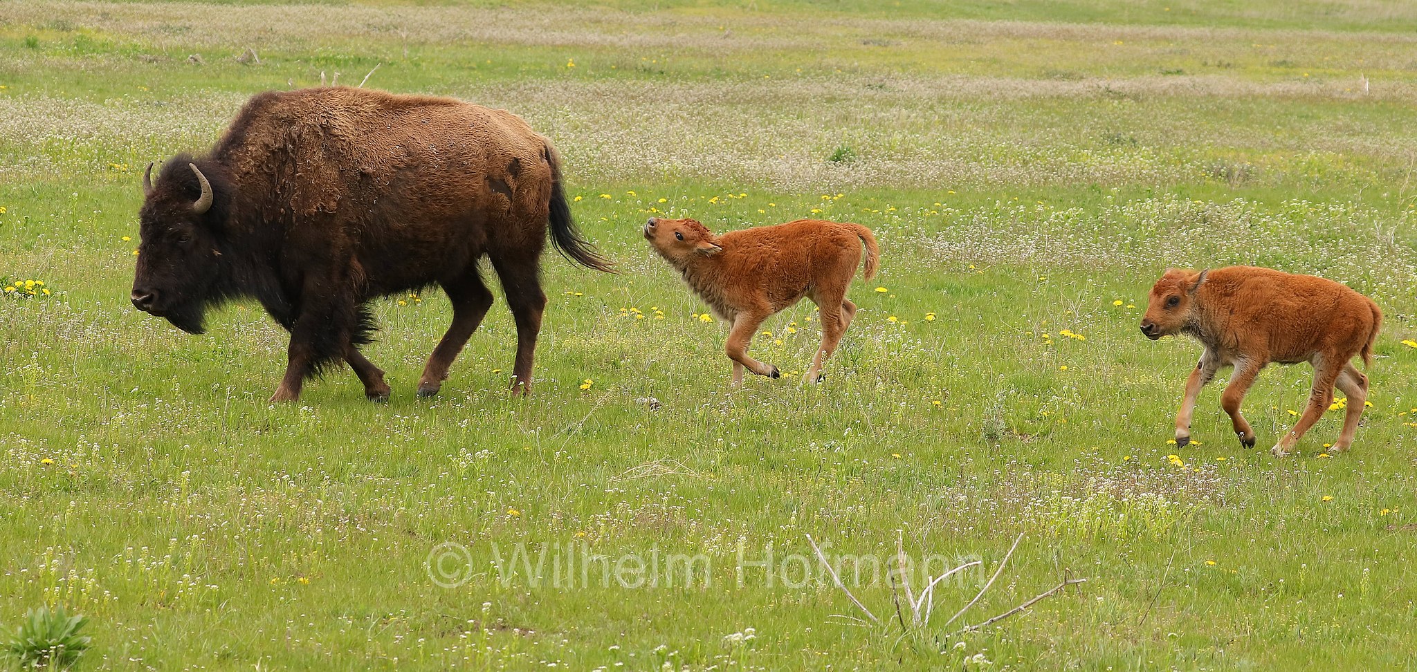 Plains bison, Präriebison, bisonte delle pianure, Bison bison bison, Elk Ranch Flats, Grand Teton National Park, Grand-Teton-Nationalpark, parco nazionale del Grand Teton, Wyoming, USA