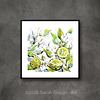 Bergamot Fruit And Flowers | Botanical Art Print