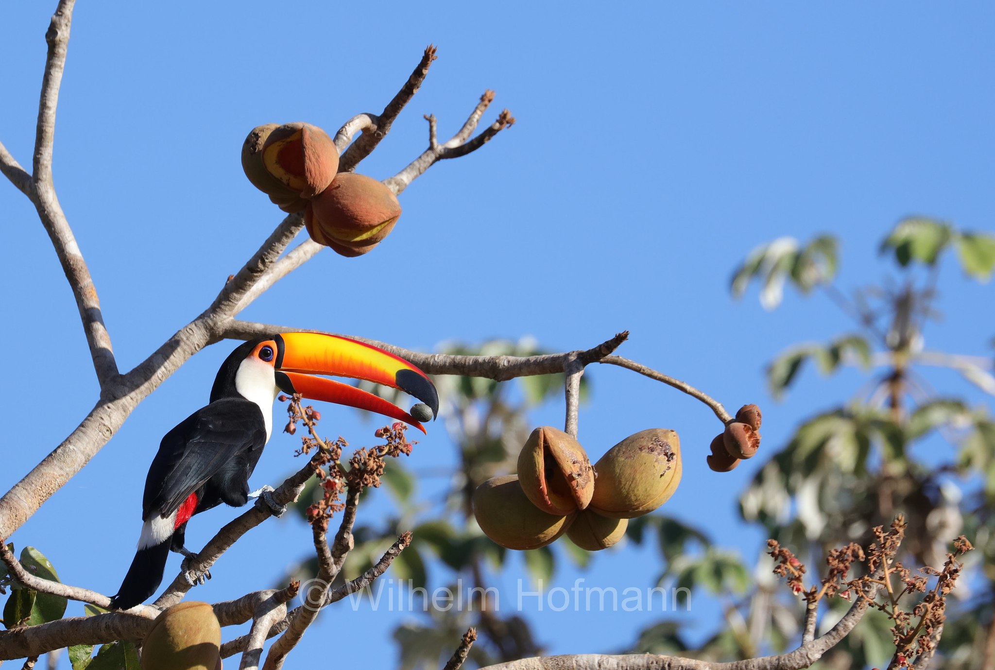toco toucan, Riesentukan, tucano toco, Ramphastos toco, Pantanal, Mato Grosso, Brazil, Brasil, Brasile, Brasilien