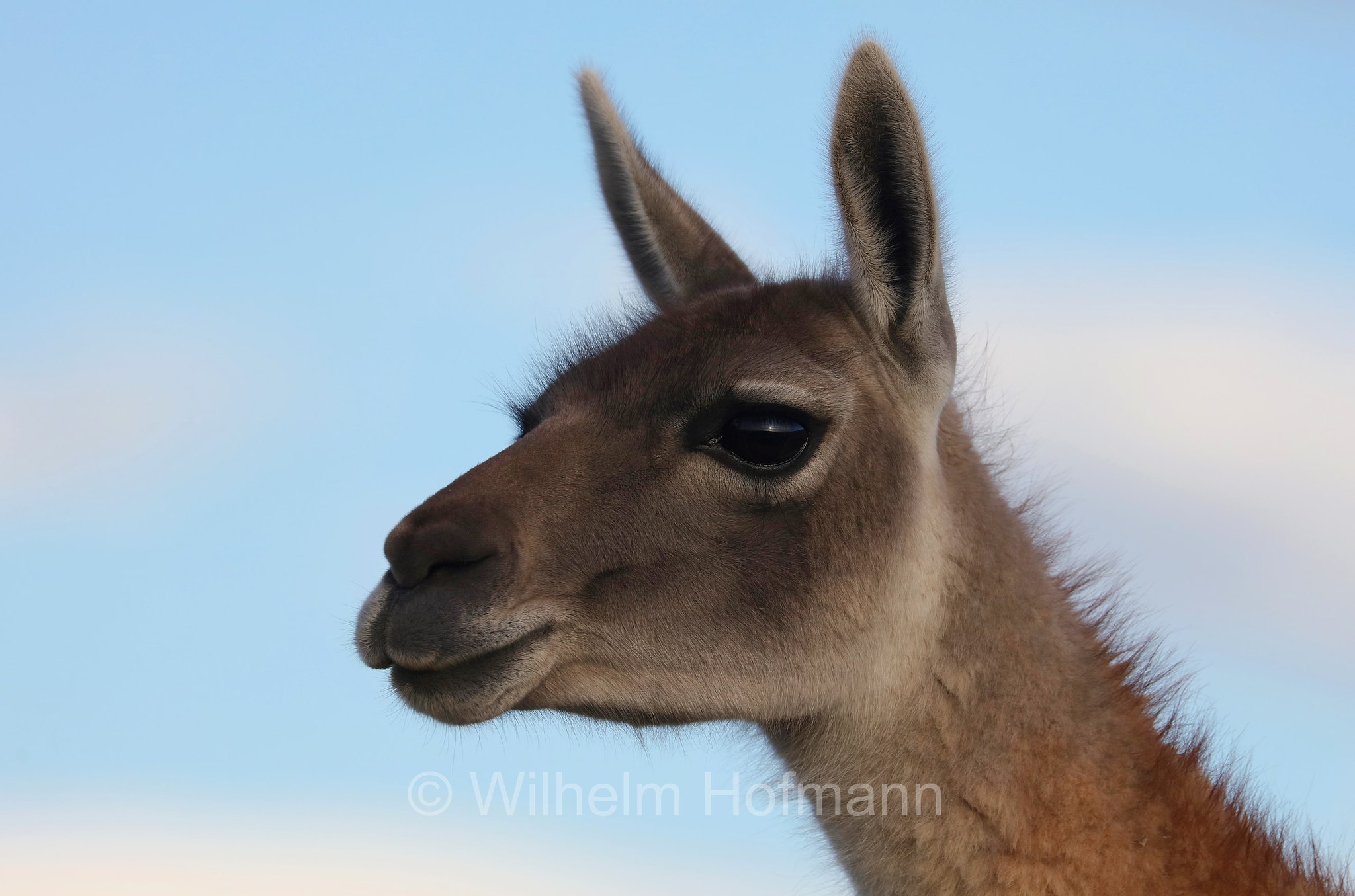 guanaco, Guanako, Huanako, Lama guanicoe, Torres del Paine National Park, Patagonia, Patagonien, Chile, Cile