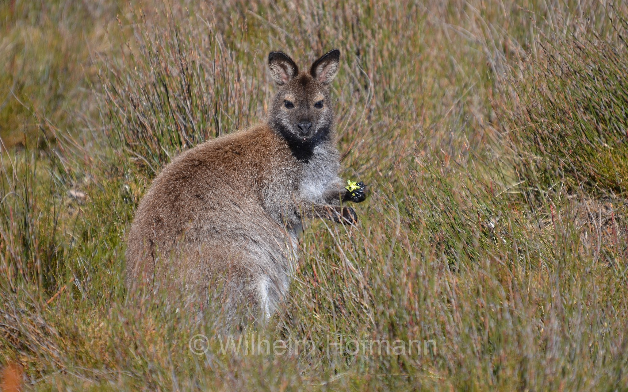 red-necked wallaby, Bennett's wallaby, Rotnackenwallaby, Bennett-Wallaby, Bennett-Känguru, wallaby dal collo rosso, wallaby di Bennet, Notamacropus rufogriseus, Cradle Mountain National Park, Cradle Mountain-Lake St Clair National Park, Cradle-Mountain-Lake-St.-Clair-Nationalpark, Parco nazionale del monte Cradle-lago St Clair, Tasmania, Tasmanien, Australia, Australien