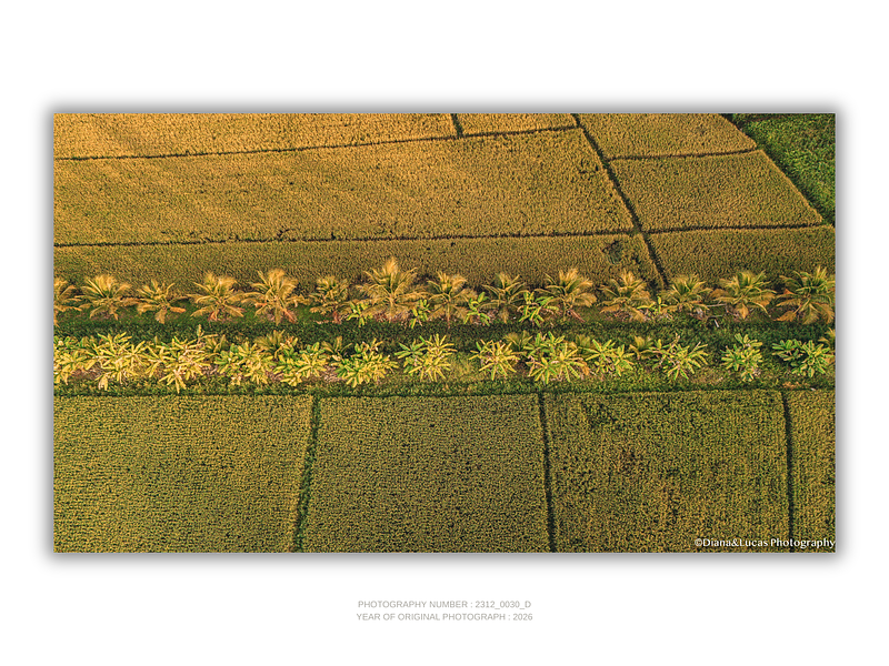 COLLECTION - FROM ABOVE HORIZONTAL - "Fields and Palms" - LIMITED EDITION 10 of 10
