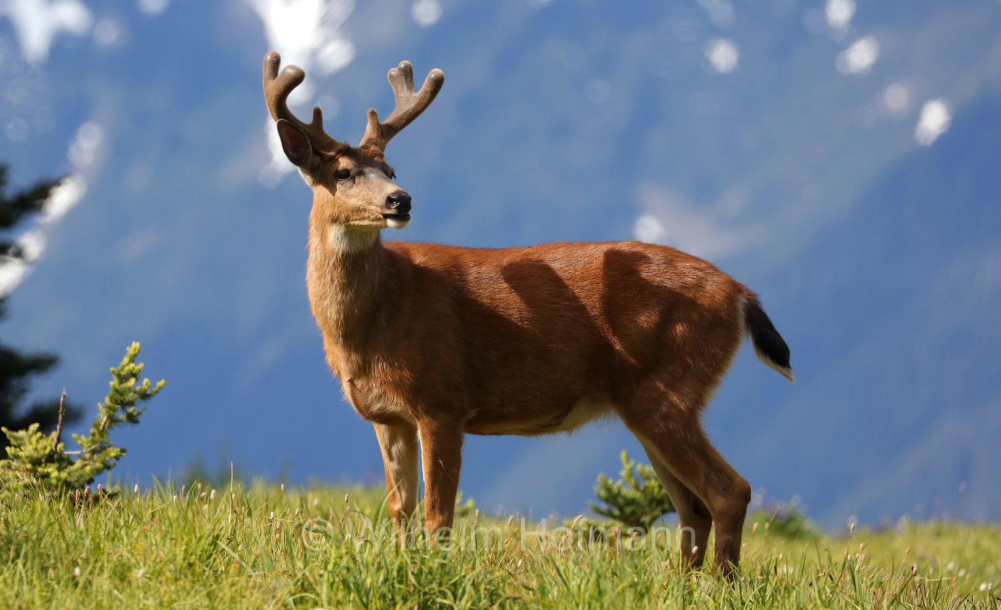 Odocoileus hemionus columbianus, Columbian black-tailed deer, Columbia-Schwarzwedelhirsch, cervo dalla coda nera, Hurricane Ridge, Olympic National Park, Olympic-Nationalpark, Olympic-Nationalpark, Washington, USA