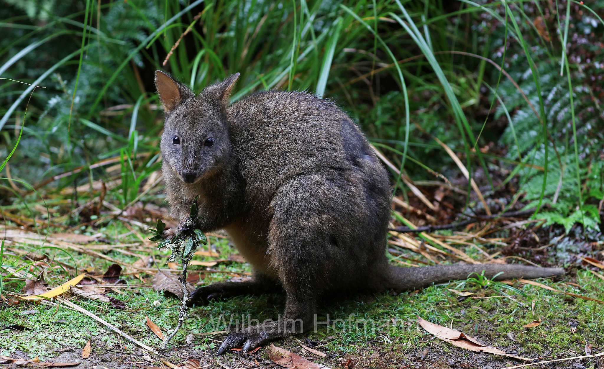 Tasmanian pademelon, rufous-bellied pademelon, red-bellied pademelon, Rotbauchfilander, pademelon della Tasmania, pademelon dal ventre rossiccio, pademelon dal ventre rosso, Thylogale billardierii, Fern Glade Platypus Reserve, Tasmania, Tasmanien, Australia, Australien