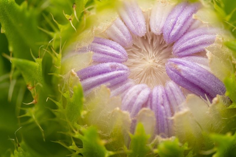 Pretty Flowers