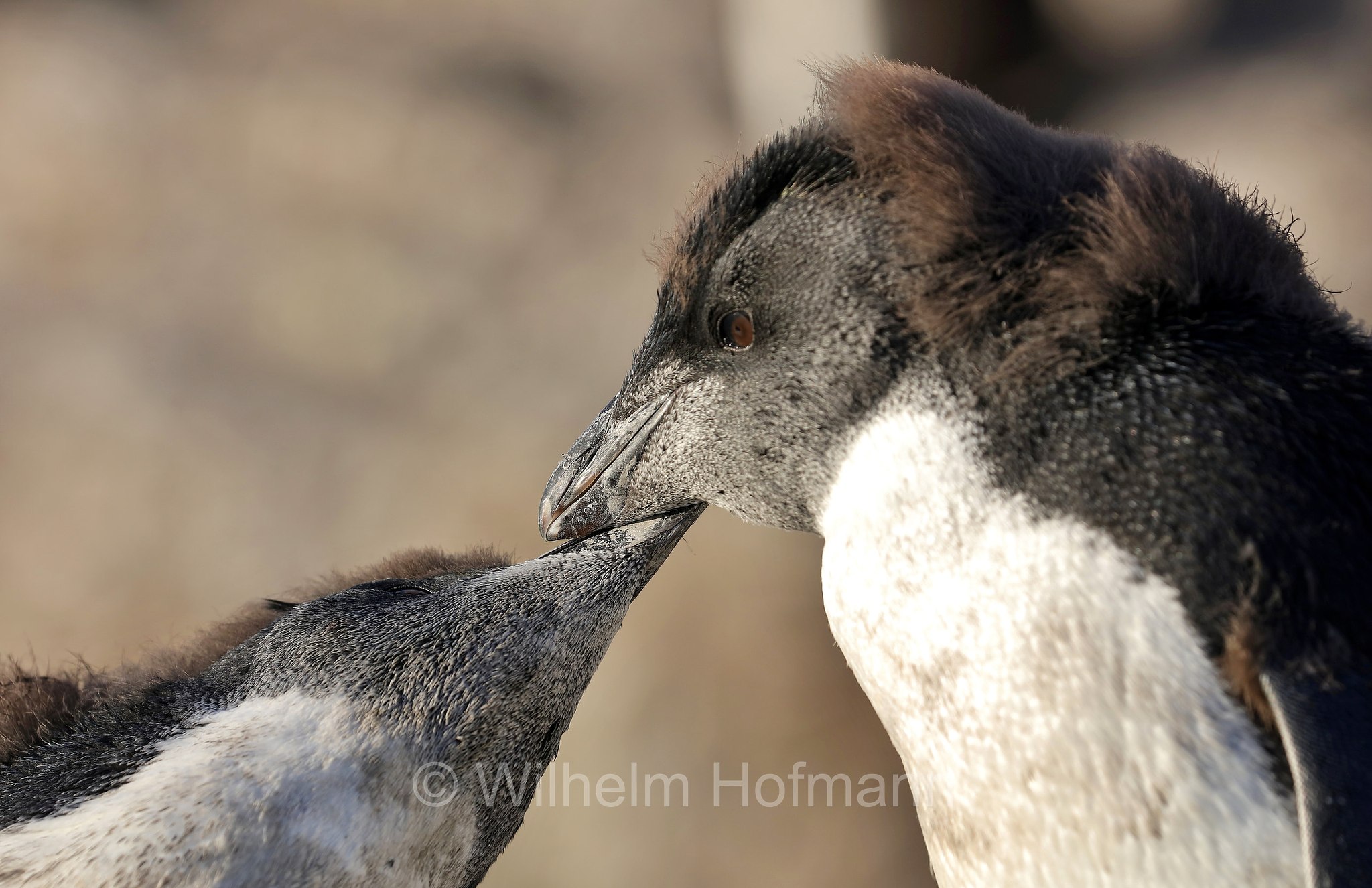 western rockhopper penguin, Felsenpinguin, pinguino saltarocce, Eudyptes chrysocome, Bleaker Island, Isla María, Falkland Islands, Falklandinseln, Isole Falkland