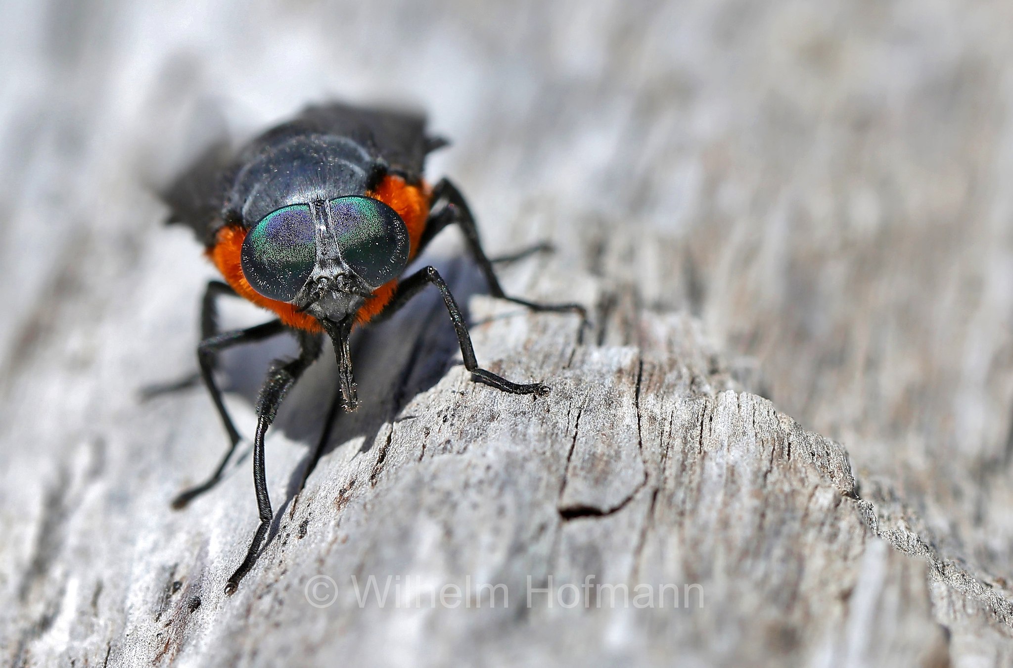 coliguacho, tábano, black horse fly, Osca lata, Playa del Lago Todos los Santos, Los Lagos, Puerto Varas, Patagonia, Patagonien, Chile, Cile