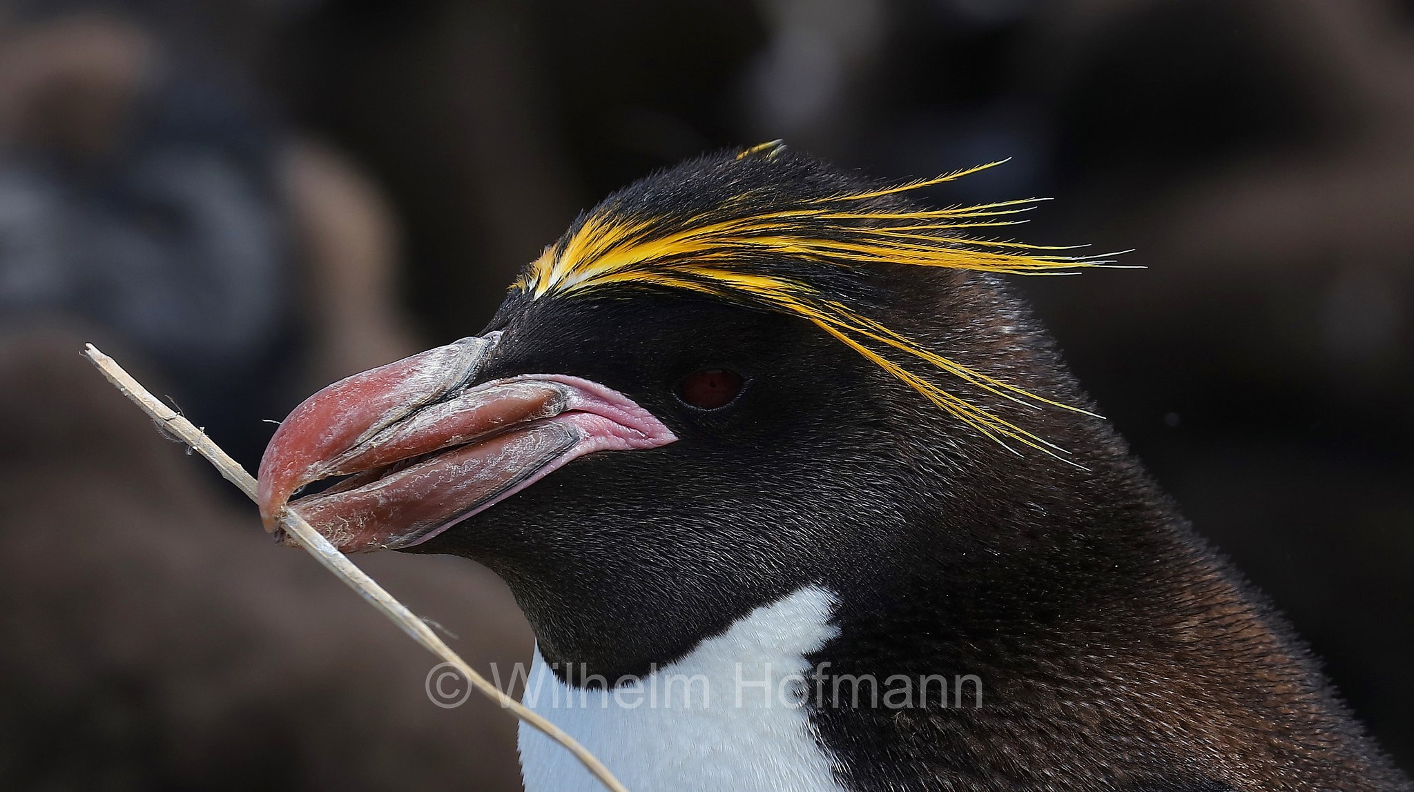 macaroni penguin, Goldschopfpinguin, eudipte ciuffodorato, pinguino fronte dorata, pinguino macaroni, Eudyptes chrysolophus, Sealion Island, Sea Lion Island, Isla de los Leones Marinos, Falkland Islands, Falklandinseln, Isole Falkland