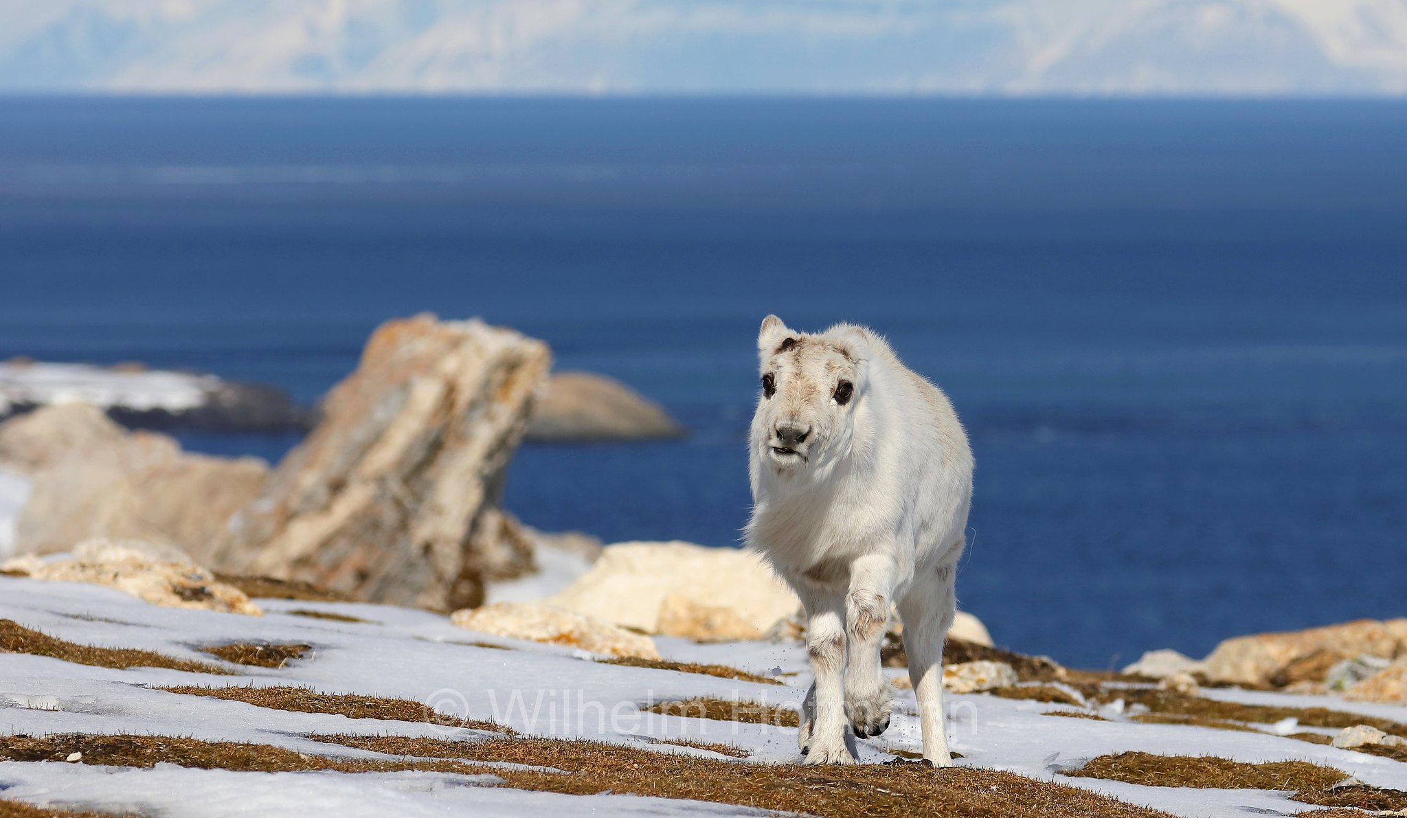 Rangifer tarandus platyrhynchus, Svalbard reindeer, Spitzbergen-Ren, renna delle Svalbard, Trygghamna, Spitsbergen, Svalbard, Spitzbergen, Norway, Norwegen, Norvegia