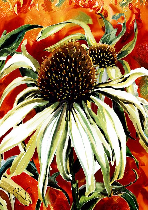 Vibrant watercolour poster print featuring creamy white coneflower echinacea blooms with rich contrasting tones and detailed floral elements against a warm background.