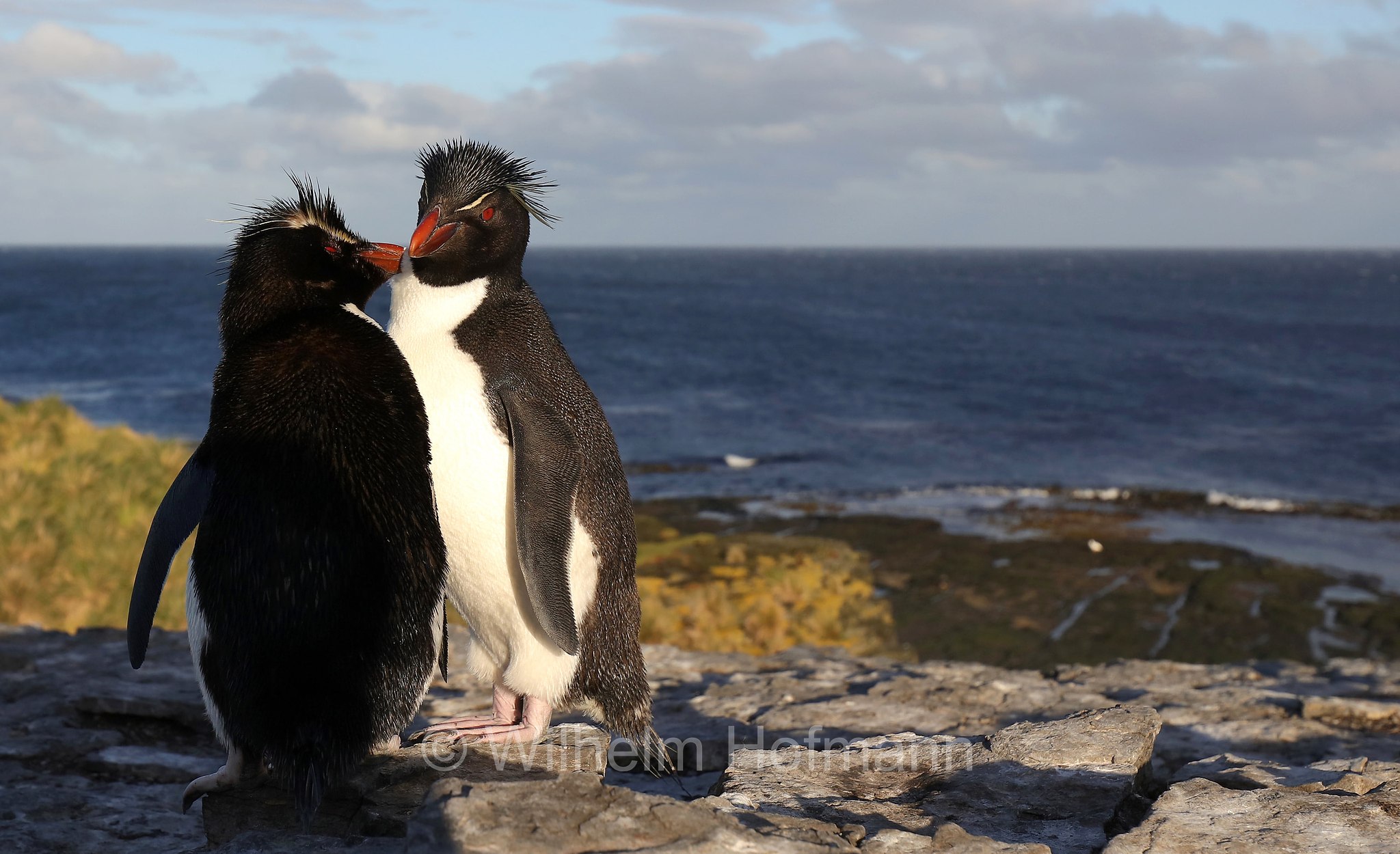 western rockhopper penguin, Felsenpinguin, pinguino saltarocce, Eudyptes chrysocome, Bleaker Island, Isla María, Falkland Islands, Falklandinseln, Isole Falkland