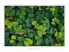 THE ONE - WILDLIFE & NATURE - "Tropical Mosaic" - LIMITED EDITION 5 of 5