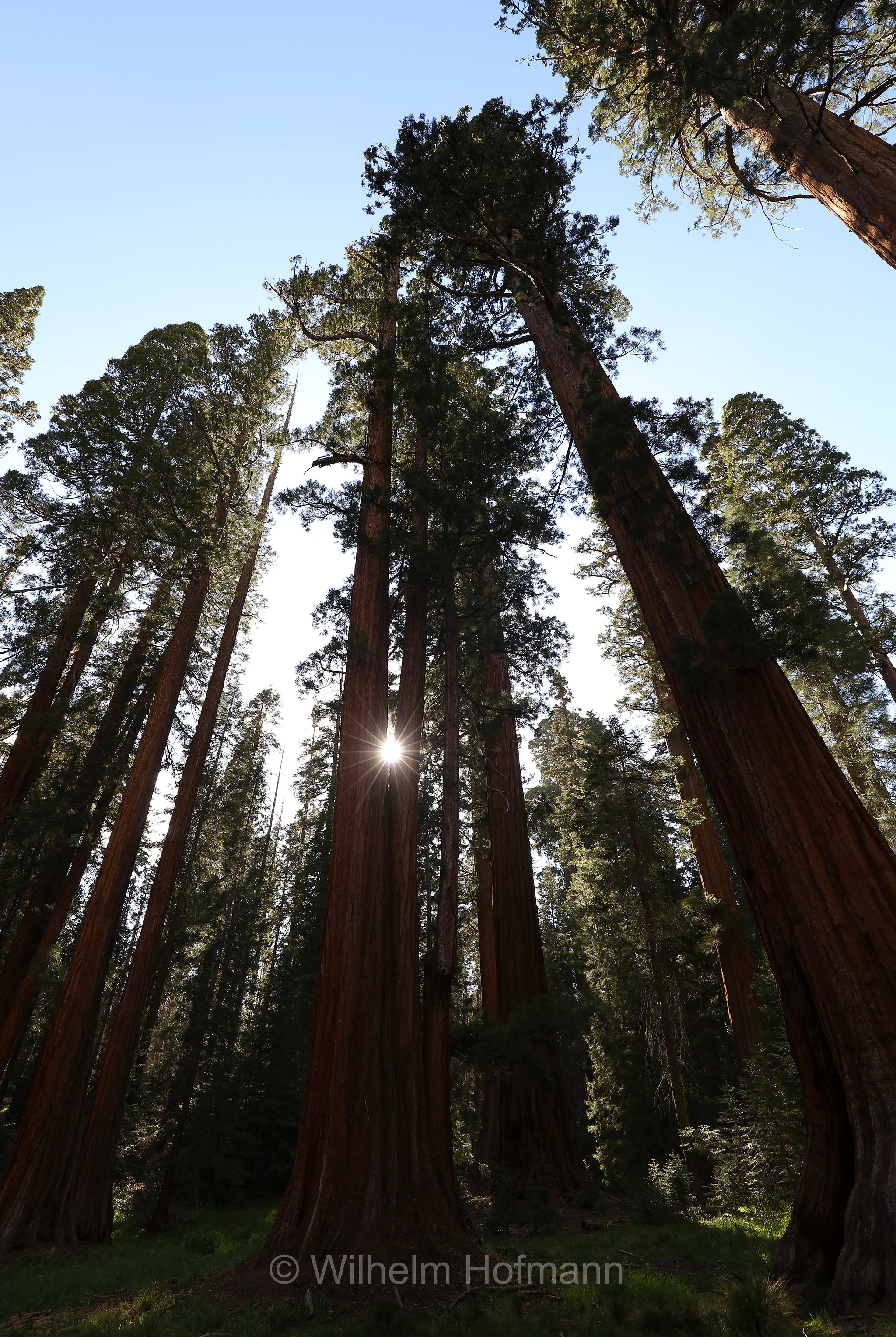 Big Trees Trail, Sequoia National Park, Sequoia-Nationalpark, Parco nazionale di Sequoia, California, Kalifornien, USA