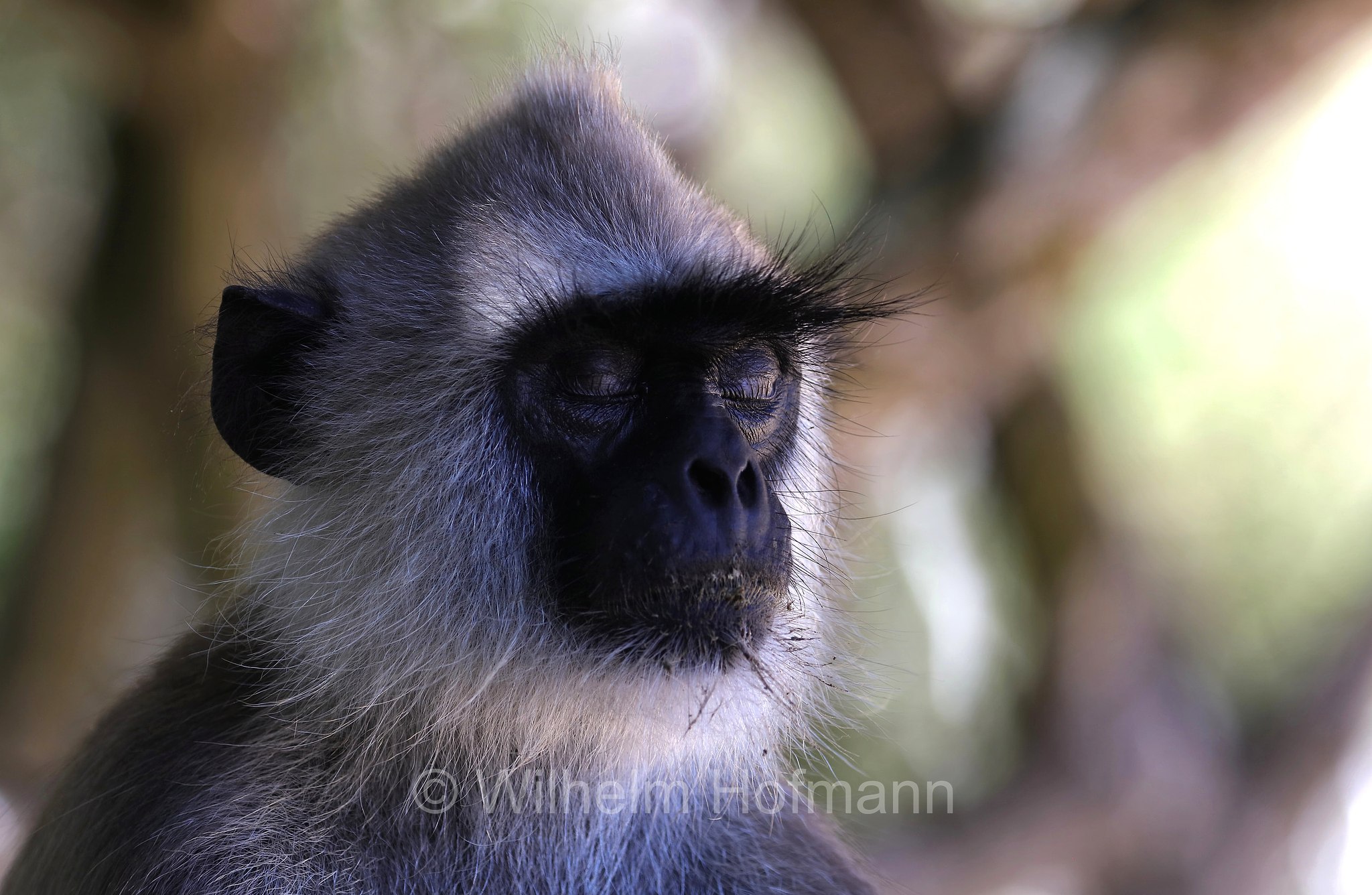 tufted gray langur, Madras gray langur, Coromandel sacred langur, Südlicher Hanuman-Langur, entello dal ciuffo, Semnopithecus priam, Sri Lanka, Southern Province, Hambantota, Hambantota District﻿, Palatupana Beach