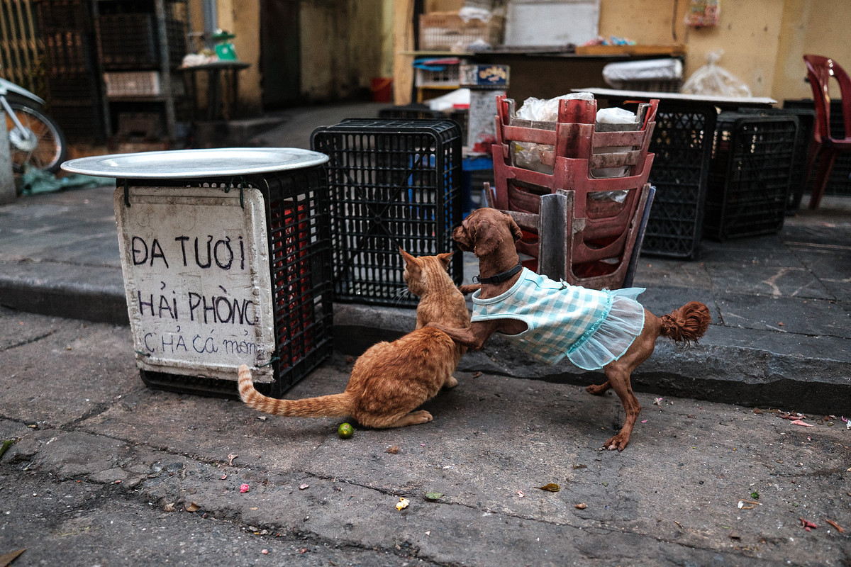 street photography with animals