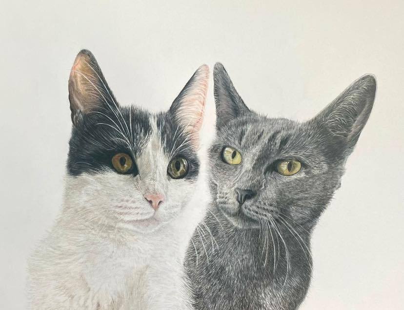 Lesley Mayne Artworks Pet Portrait Two Cats Double Pet Portrait  Chester Pet Portrait Artist Commissioned