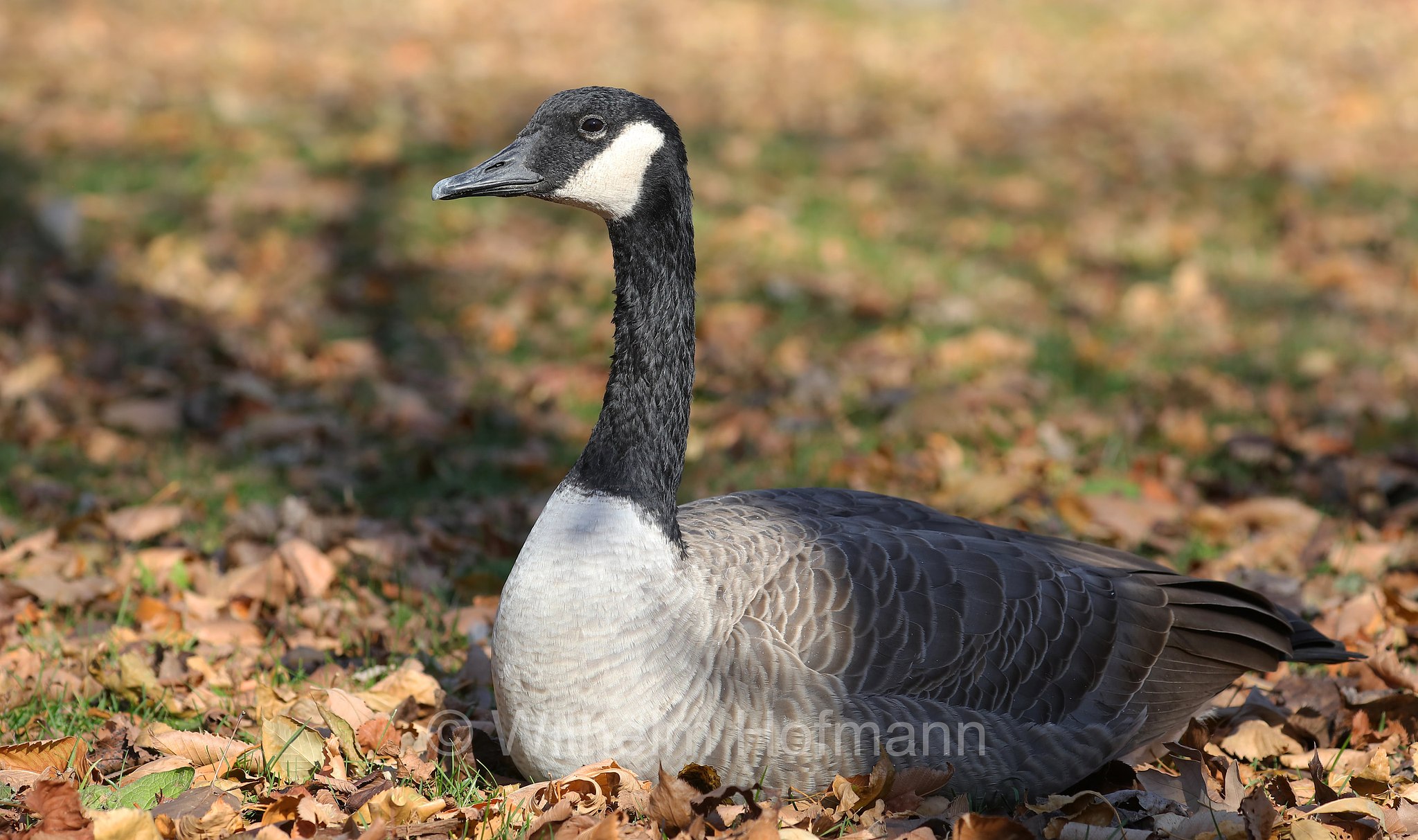 Branta canadensis, Canada goose, Kanadagans, oca del Canada, oca canadese, Kildonan Park, Winnipeg, Manitoba, Canada, Kanada
