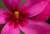 Pretty Flowers