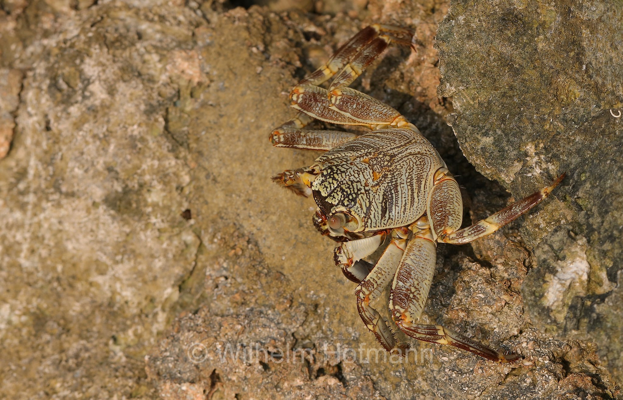thin-shelled rock crab, Natal lightfoot crab, natal sally-light-foot crab, Brandungs-Felsenkrabbe, granchio delle rocce del Natal, granchio di scogliera sottile, Grapsus tenuicrustatus, Malediven, Maldives, Maledive, Fihalhohi Island Resort