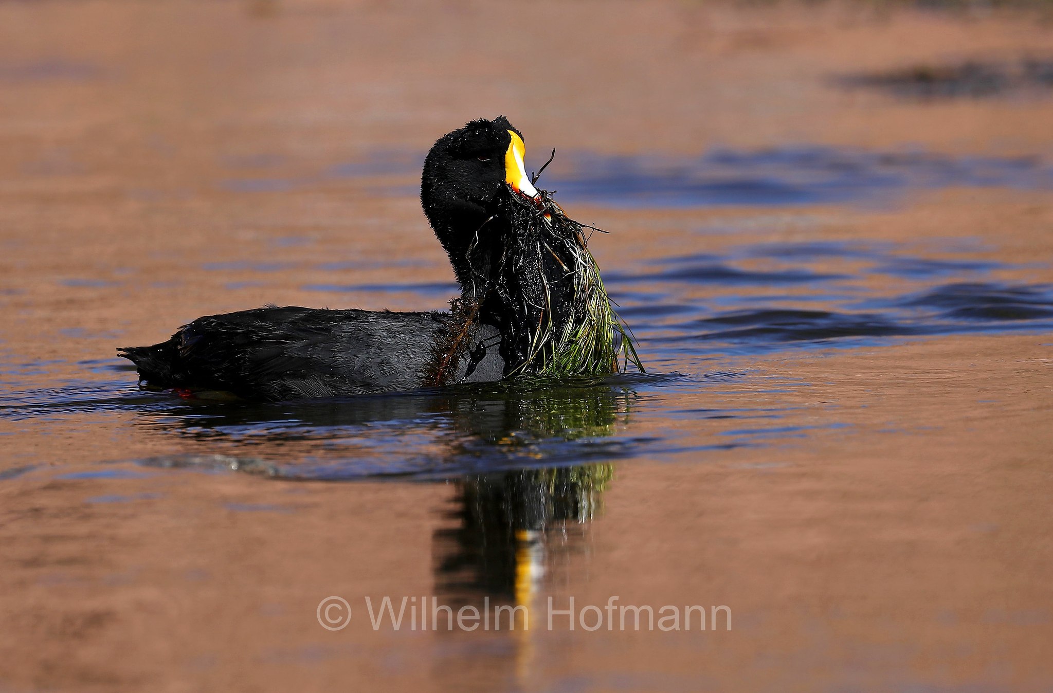 giant coot, Riesenblässhuhn, folaga gigante, Fulica gigantea, Atacama Desert, Atacama-Wüste, deserto di Atacama, Chile, Cile