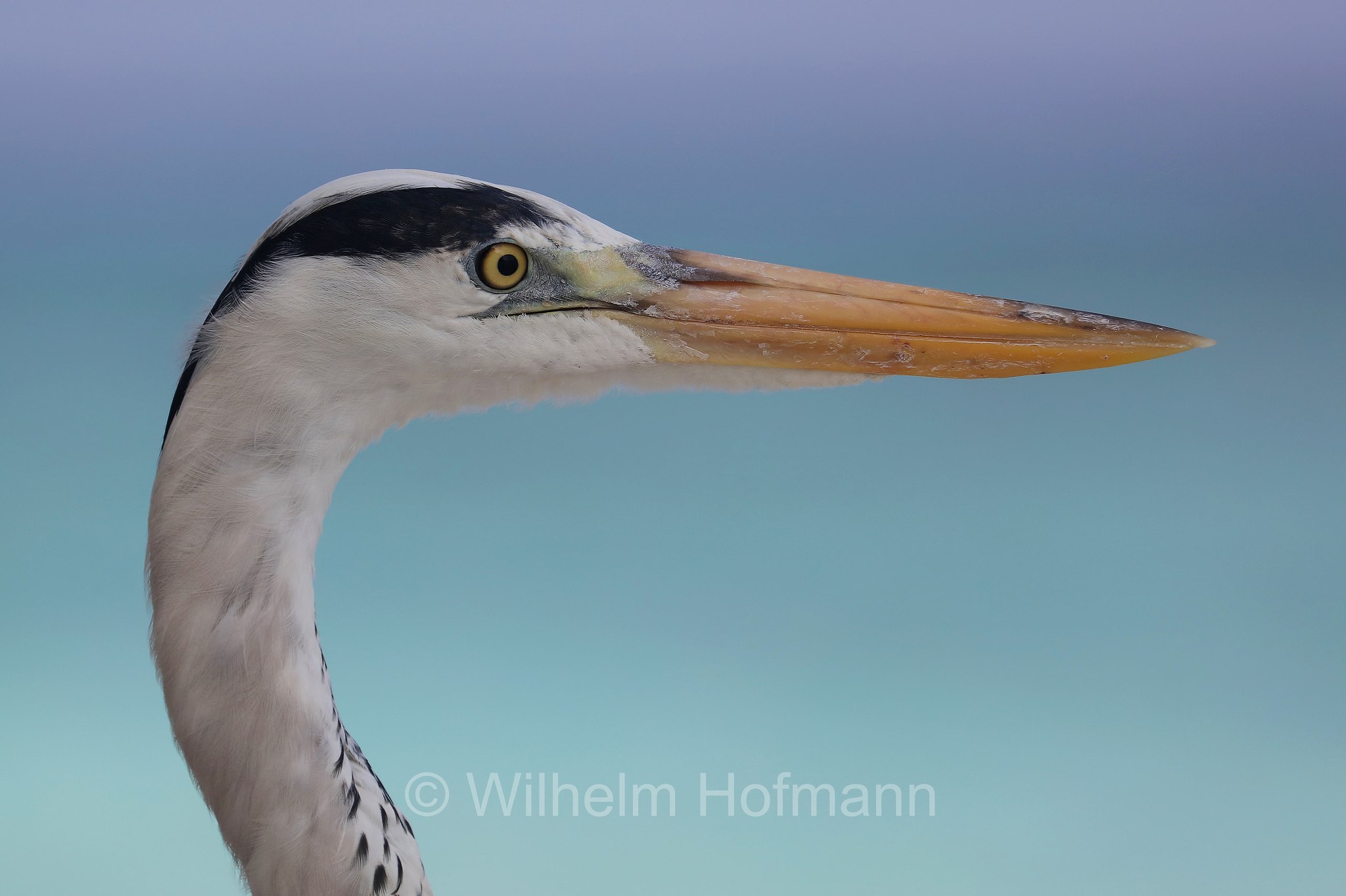 grey heron, Graureiher, Fischreiher, airone cenerino, Ardea cinerea, Malediven, Maldives, Maledive, Fihalhohi Island Resort