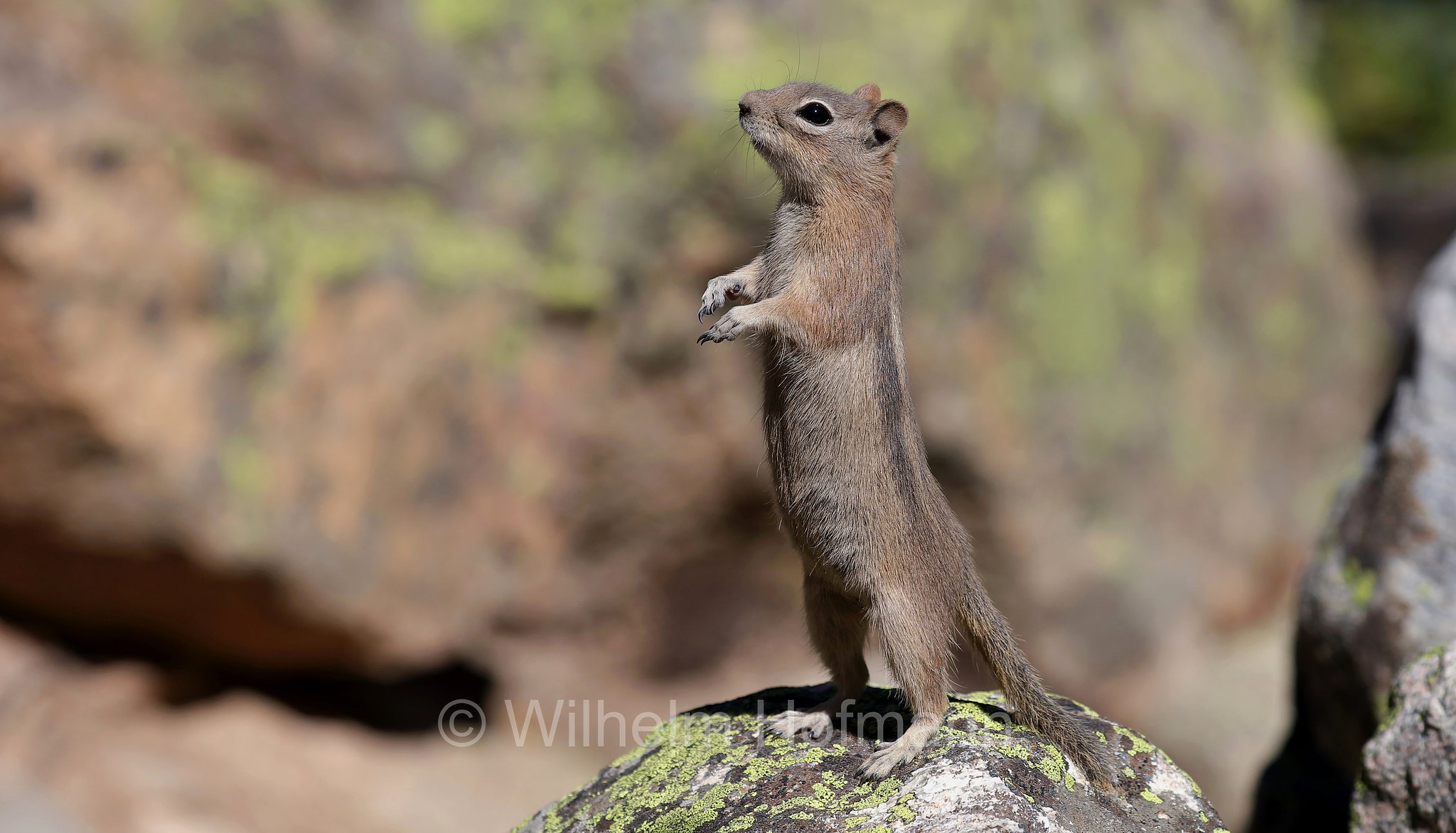 Callospermophilus lateralis, Spermophilus lateralis, golden-mantled ground squirrel, Goldmantelziesel, citello dal mantello dorato, North Saint Vrain Creek, Rocky Mountain National Park, Rocky-Mountain-Nationalpark, parco nazionale delle Montagne Rocciose, Colorado, USA