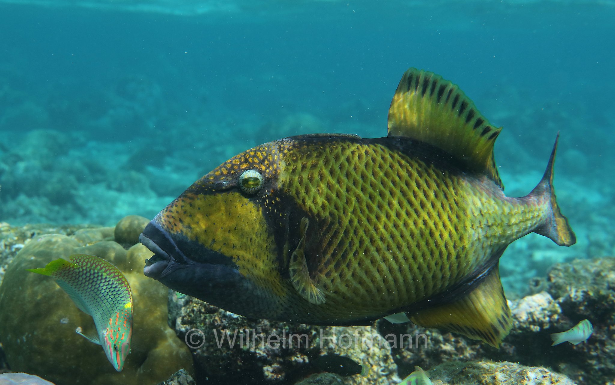titan triggerfish, giant triggerfish, moustache triggerfish, Riesen-Drückerfisch, Titan-Drückerfisch, pesce balestra titano, Balistoides viridescens, Malediven, Maldives, Maledive, fihalhohi island resort