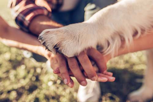 Pet Community Resources & Education