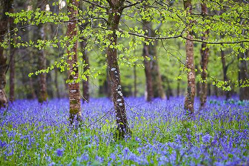 Bluebells at Lanhydroc