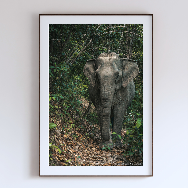 THE ONE - WILDLIFE & NATURE - "On The Path" - LIMITED EDITION 4 of 5