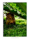 THE ONE - QUIET ICONS - "Hidden In Green" - LIMITED EDITION 5 of 5