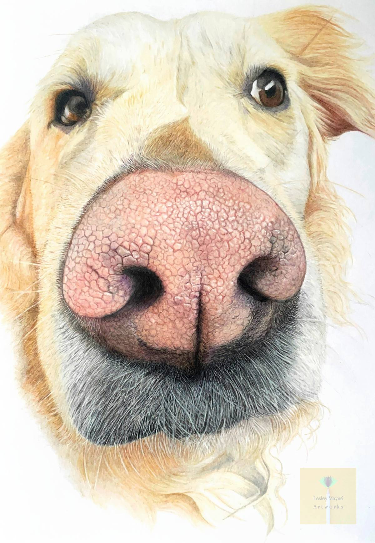 Boop!! Boop Colour pencil fine art drawing close up study of golden Labrador retriever nose and face with white background