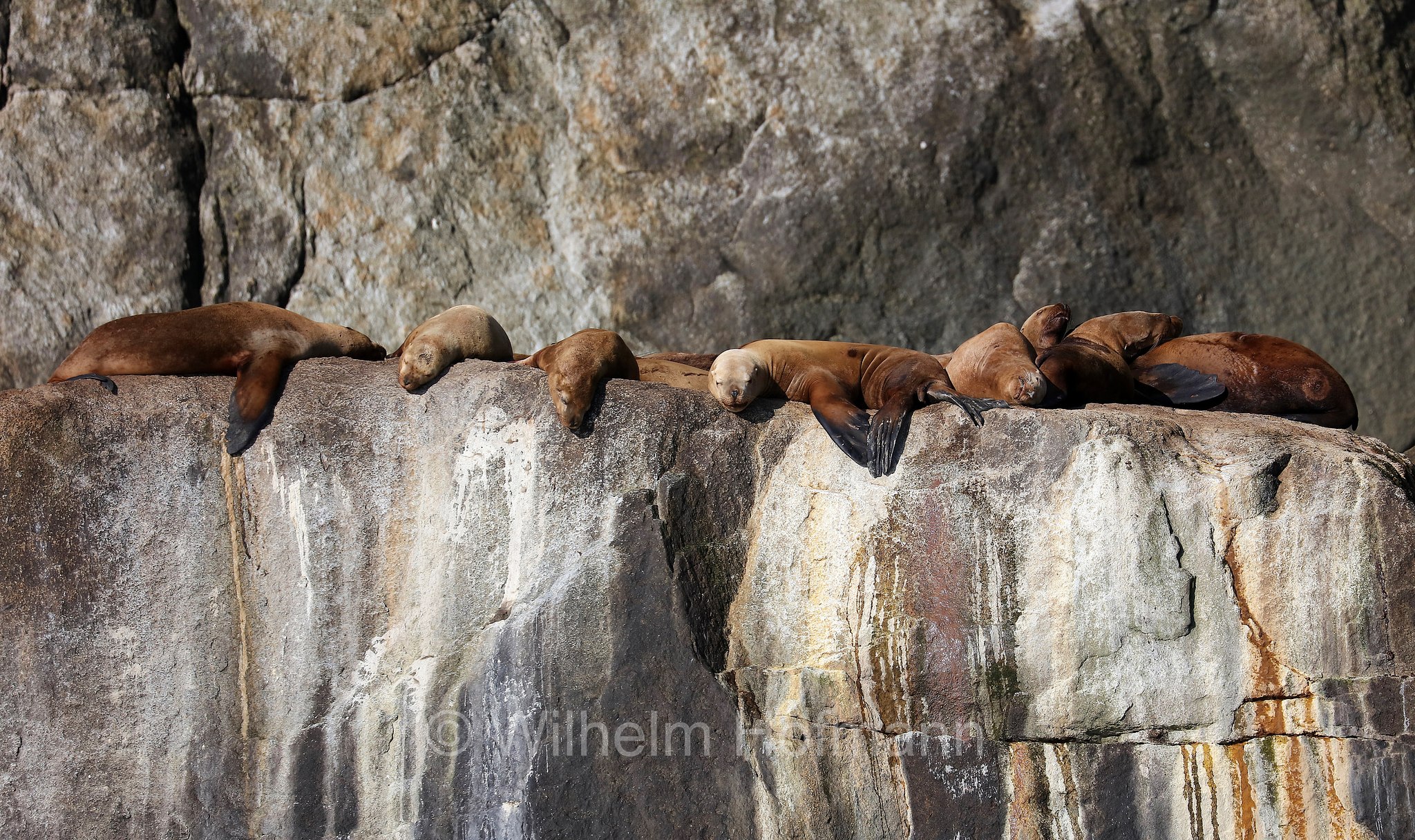 Ochotona collaris, Steller sea lion, Steller's sea lion, northern sea lion, Stellerscher Seelöwe, Steller-Seelöwe, leone marino di Steller, Kenai Fjords National Park, Kenai-Fjords-Nationalpark, Parco nazionale dei Fiordi di Kenai, Alaska, USA