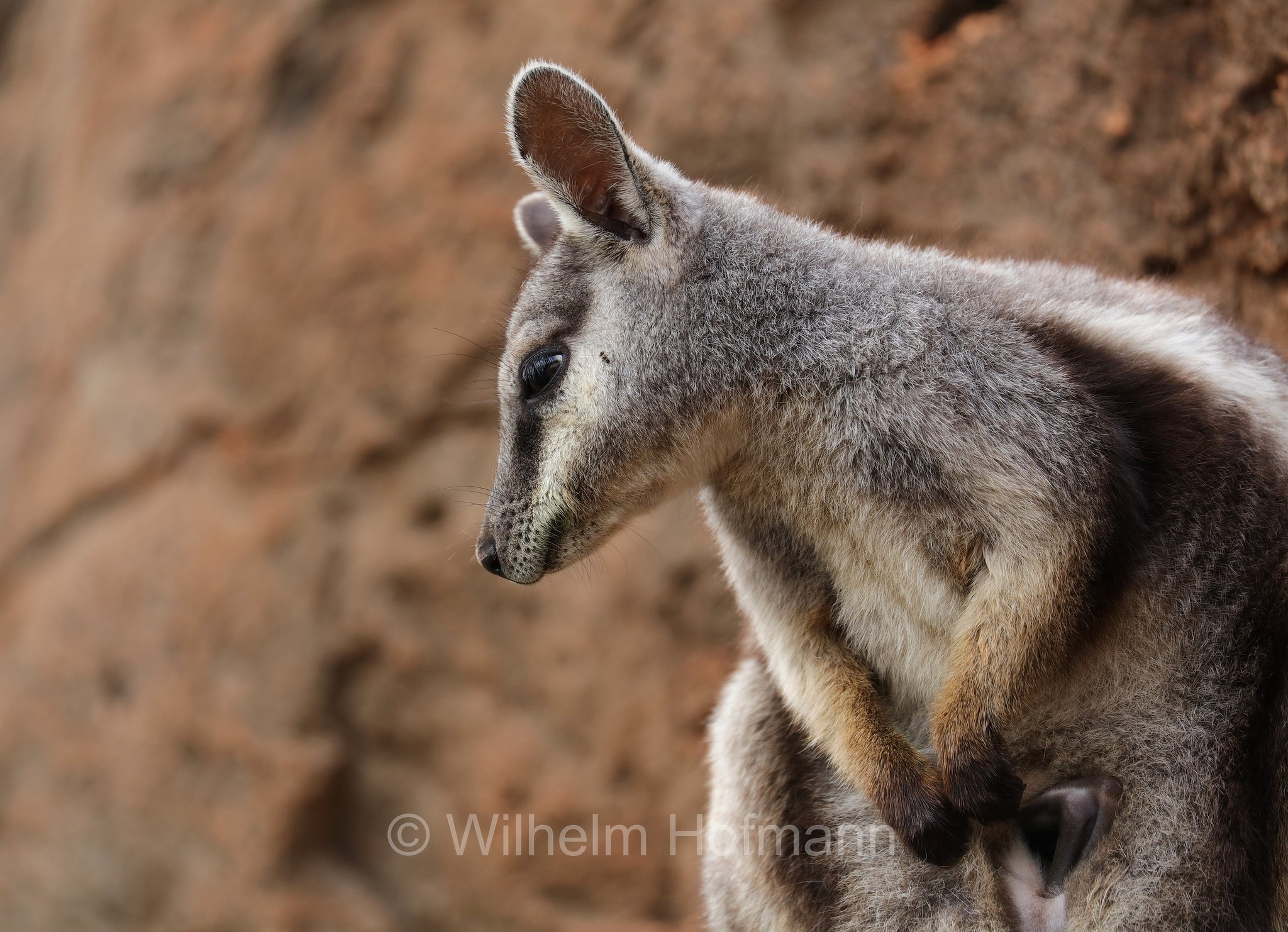 Petrogale lateralis, ﻿black-flanked rock-wallaby, black-footed rock-wallaby, warru, Schwarzpfoten-Felskänguru, wallaby delle rocce dai fianchi neri, wallaby delle rocce dai piedi neri, warru, Mandu Mandu Gorge, Cape Range National Park, Cape-Range-Nationalpark, Western Australia, Westaustralien, Australia Occidentale, Australia, Australien