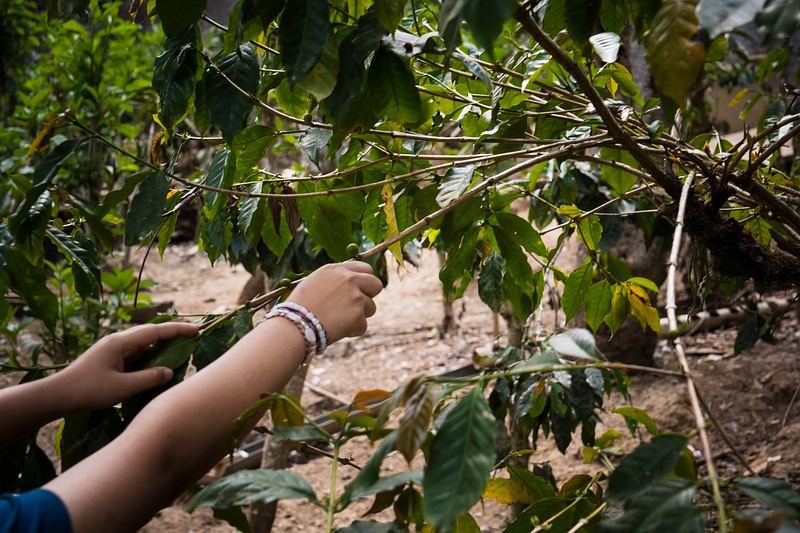 Bali Beans – A Coffee Experience Worth the Journey