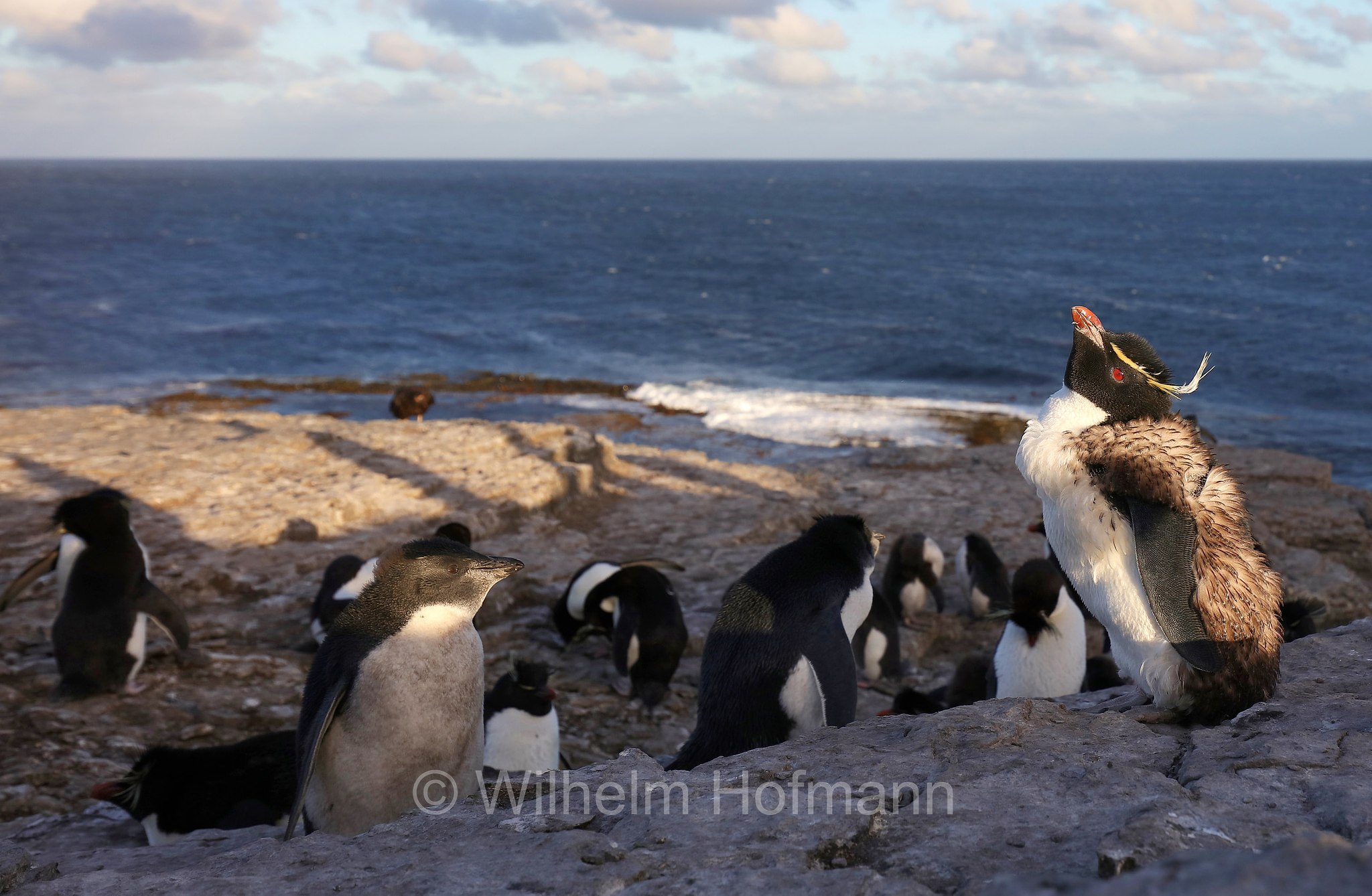 western rockhopper penguin, Felsenpinguin, pinguino saltarocce, Eudyptes chrysocome, Bleaker Island, Isla María, Falkland Islands, Falklandinseln, Isole Falkland