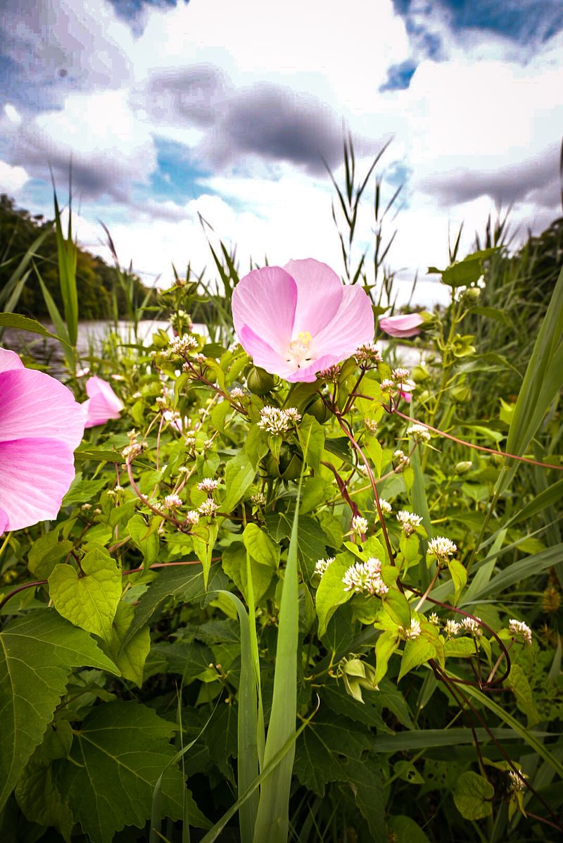 PINK WILDFLOWER MEADOW