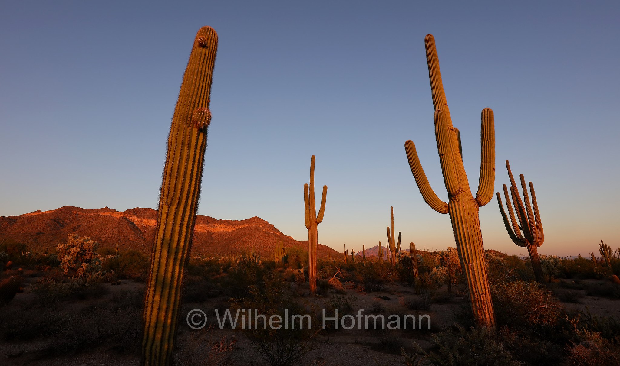 Saguaro, Carnegiea gigantea, Usery Mountain Regional Park, Arizona, USA