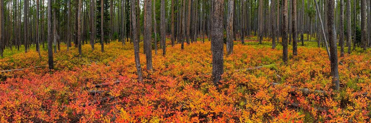 Fairy-Forest