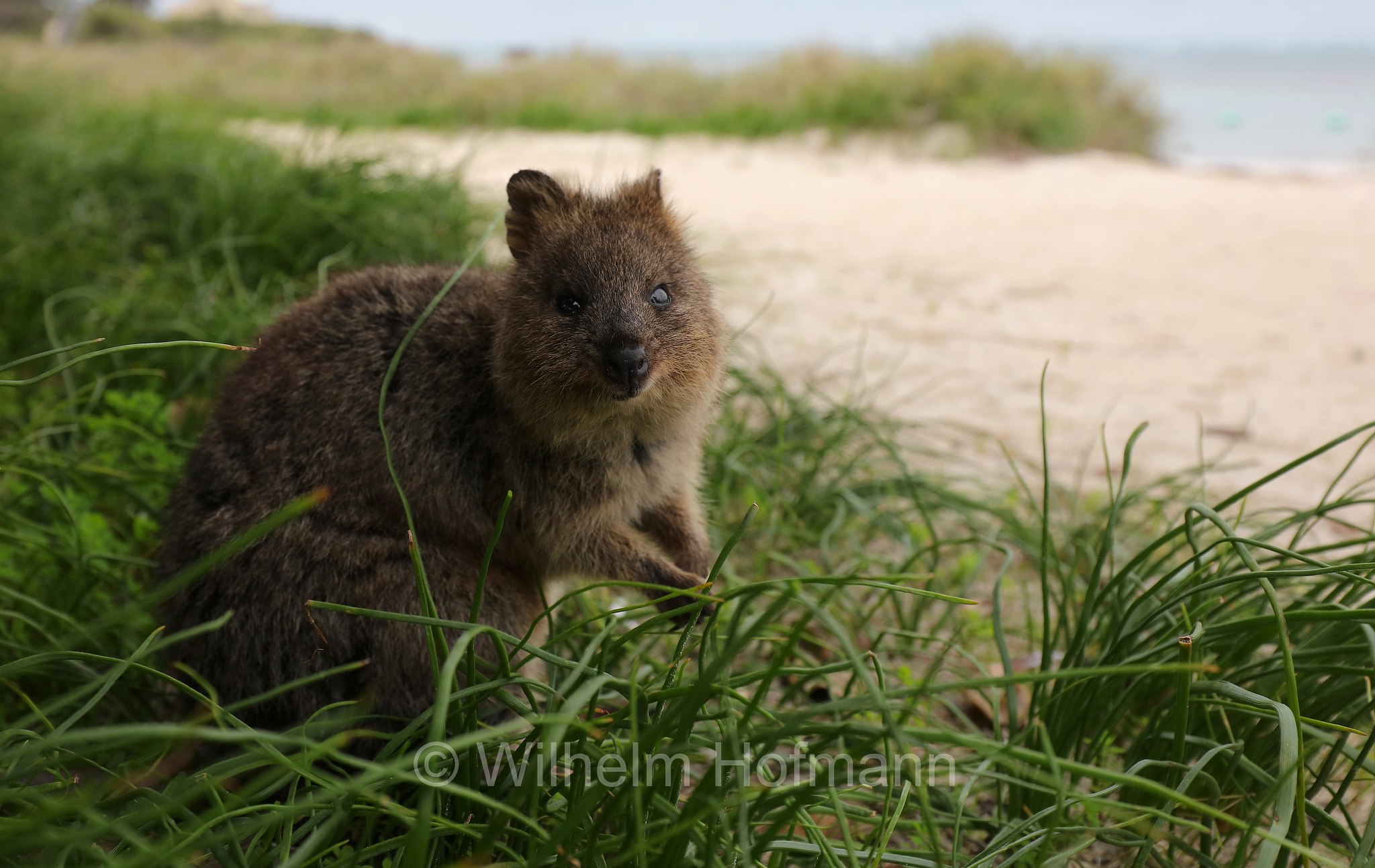 Setonix brachyurus, quokka, Quokka, Kurzschwanzkänguru, Rottnest Island, Rotto, Wadjemup, Isola Rottnest, Western Australia, Westaustralien, Australia Occidentale, Australia, Australien