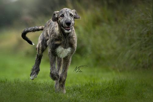 Hondenfotografie rennende Ierse Wolfshond pup met hele lange staart