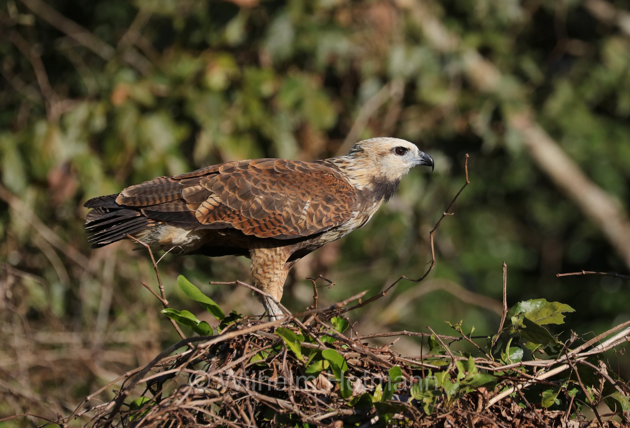 black-collared hawk, Fischbussard, poiana dal collare, Busarellus nigricollis, Pantanal, Mato Grosso, Brazil, Brasil, Brasile, Brasilien, Rio Sararé