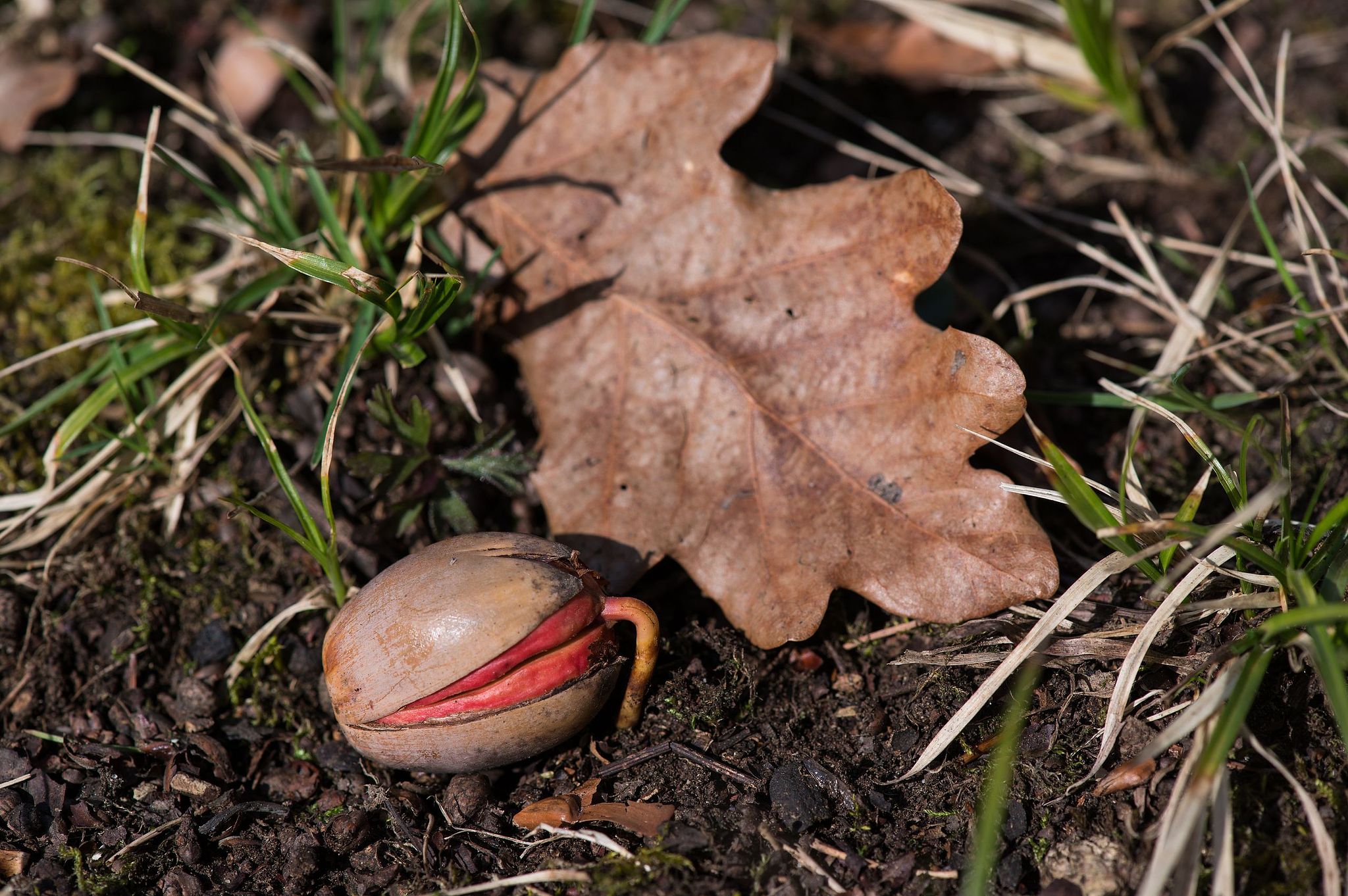 Im Botanischen Garten Bern