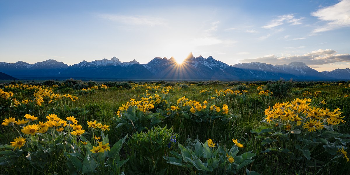 Sun-Petals