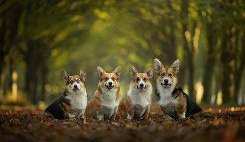 Een fotoshoot met een nestje of meerdere huisdieren